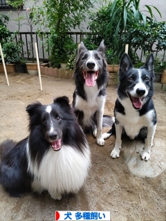 にほんブログ村 犬ブログ 犬 多種飼い（多犬種飼い）へ