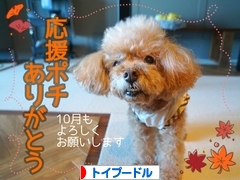 にほんブログ村 犬ブログ トイプードルへ