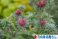 にほんブログ村 花・園芸ブログ 花のある暮らしへ