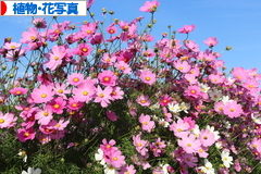 にほんブログ村 写真ブログ 植物・花写真へ