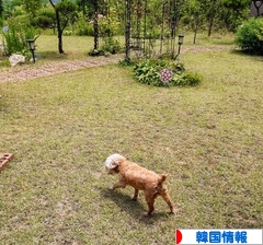 にほんブログ村 海外生活ブログ 韓国情報へ