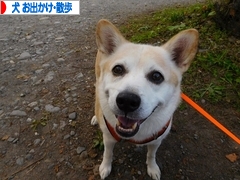 にほんブログ村 犬ブログ 犬 お出かけ・お散歩へ