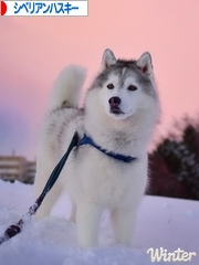 にほんブログ村 犬ブログ シベリアンハスキーへ