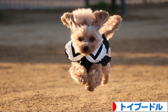 にほんブログ村 犬ブログ トイプードルへ