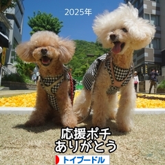 にほんブログ村 犬ブログ トイプードルへ