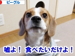 にほんブログ村 犬ブログ ビーグルへ