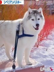 にほんブログ村 犬ブログ シベリアンハスキーへ