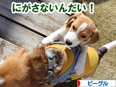 にほんブログ村 犬ブログ ビーグルへ