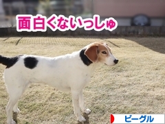 にほんブログ村 犬ブログ ビーグルへ