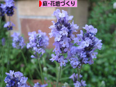 にほんブログ村 花・園芸ブログ 庭・花壇づくりへ