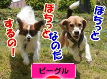 にほんブログ村 犬ブログ ビーグルへ