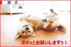 にほんブログ村 犬ブログ 柴犬へ