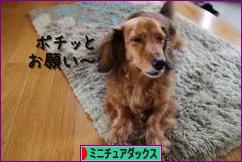 にほんブログ村 犬ブログ ミニチュアダックスフンドへ