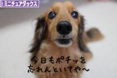 にほんブログ村 犬ブログ ミニチュアダックスフンドへ