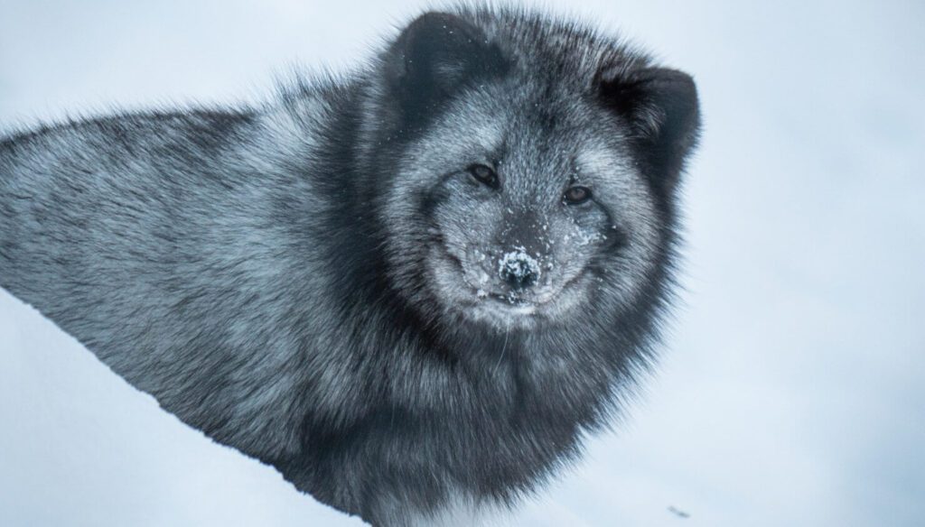 Arctic animal