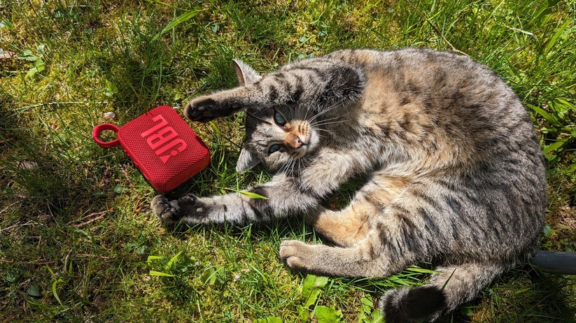 Auch Katzen finden winzige Bluetooth-Boxen gut.