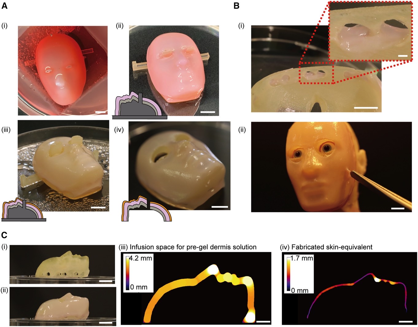 University of Tokyo's artificial human skin adhering to the face of a robot.