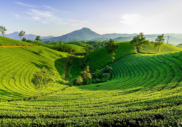 Green Bitcoin, a green field landscape