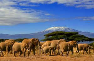 How to Plan The Ultimate Trip To Kilimanjaro | Black Platinum Gold