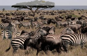 How to Plan an Epic Serengeti Safari | Black Platinum Gold