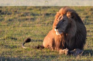 How to Plan an Epic Serengeti Safari | Black Platinum Gold