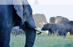 How to Plan an Epic Serengeti Safari | Black Platinum Gold