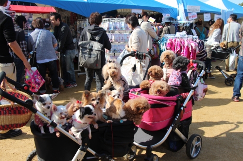 大阪動物愛護フェスティバル