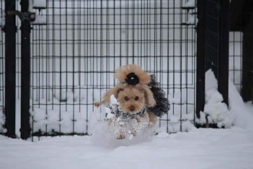 雪遊び