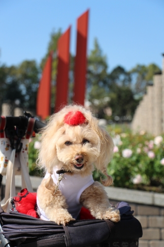 荒牧バラ公園