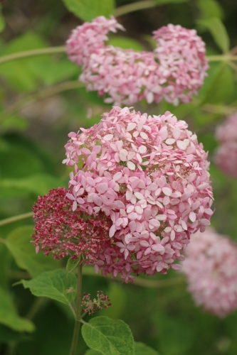 蜻蛉池公園