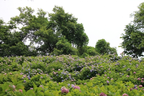 蜻蛉池公園