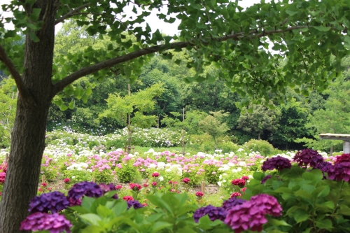 蜻蛉池公園