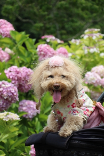 蜻蛉池公園