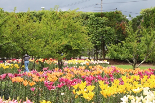 玉水ゆり園