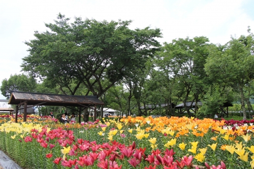 玉水ゆり園