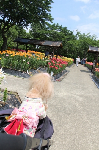 玉水ゆり園