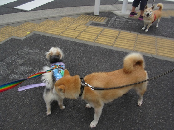 2Ａ02　まりちゃん　柴犬7才？　12.1　0719