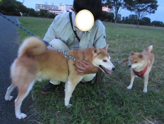 8Ｄ04Ｓ　柴犬君 人好き　0728