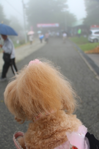 大野アルプスランドあじさいまつり