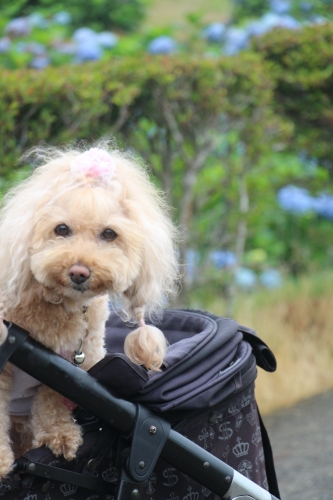 大野アルプスランドあじさいまつり