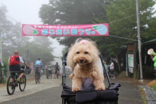 大野アルプスランドあじさいまつり