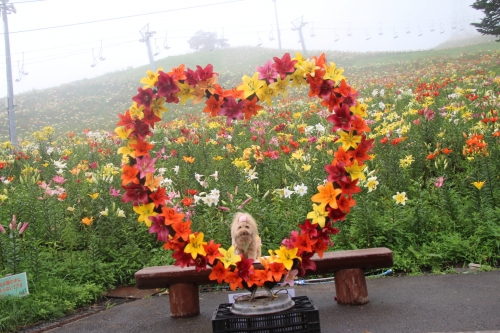 ダイナランド ゆり園