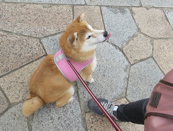 7B09　小町さん　幸せをくれた　 1006