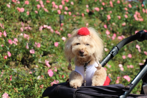 荒牧バラ公園