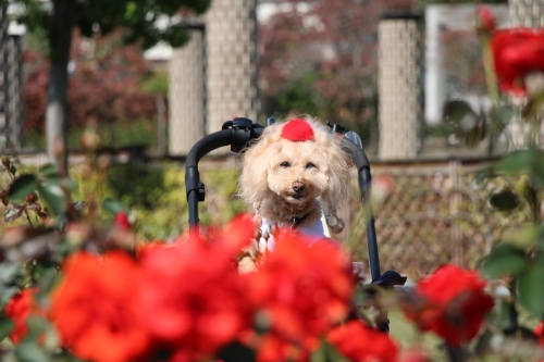 荒牧バラ公園