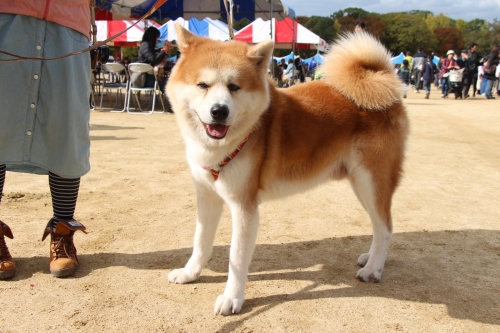 動物愛護フェスティバル2017