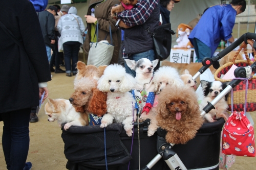 動物愛護フェスティバル2017