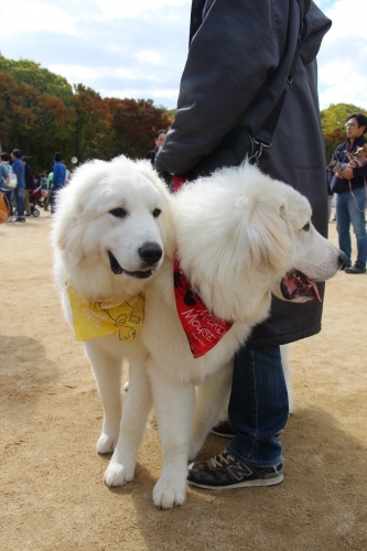 動物愛護フェスティバル2017