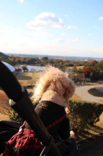 鞍ケ池公園