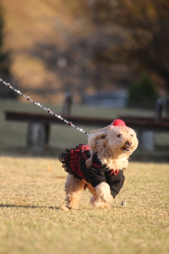 鞍ケ池公園